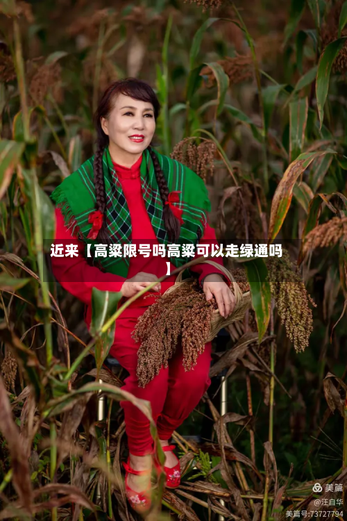 近来【高粱限号吗高粱可以走绿通吗】