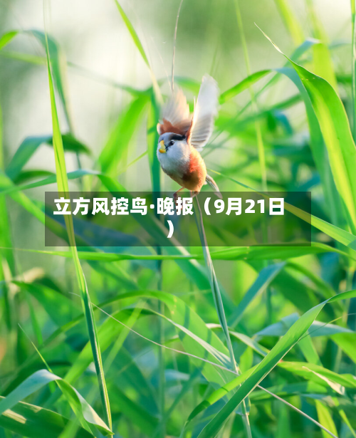 立方风控鸟·晚报（9月21日）-第3张图片